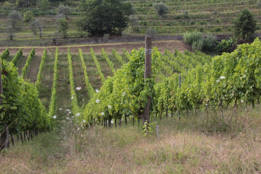Il Bardellino Séjour à la ferme Fivizzano